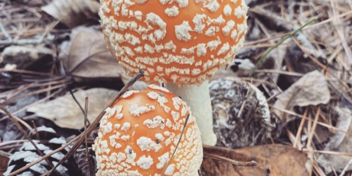 Fall is for mushrooms!