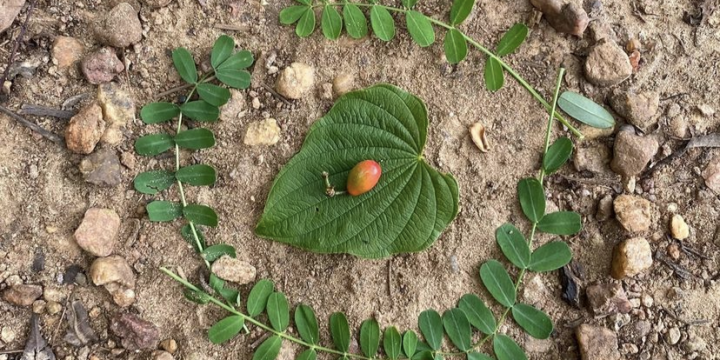 Foraging for thankfulness