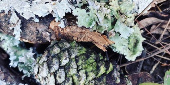 Lichen Garden