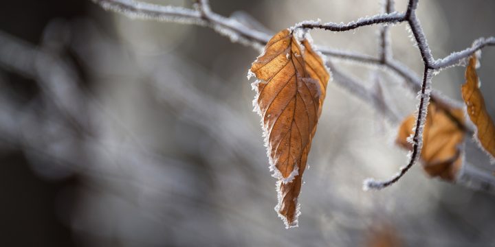 Winter Solstice Wishes