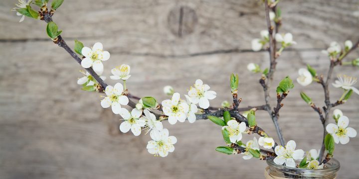 Forcing Branches