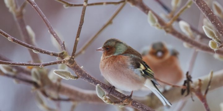 A Valentine for the Birds