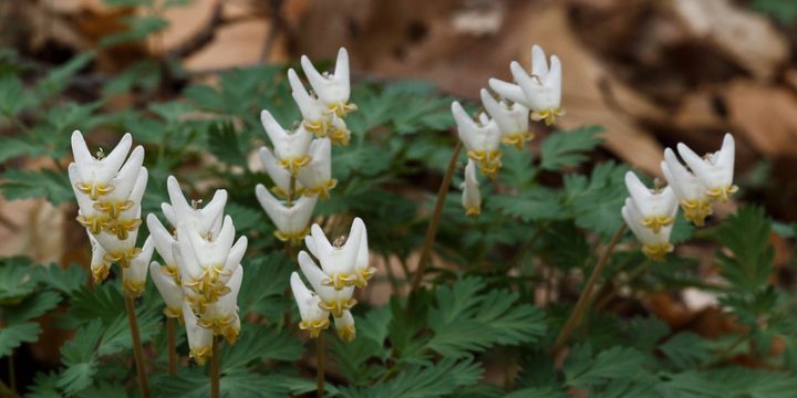 Spring Ephemerals Hike