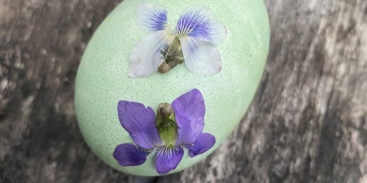 Dying Eggs with Natural Materials