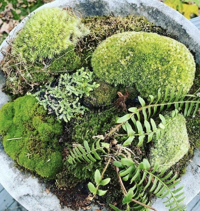 Moss Gardening – Wineberry Wood Press