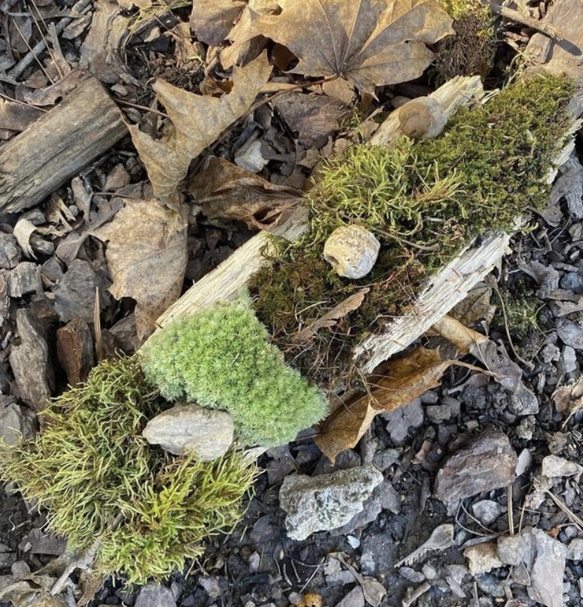 Moss Gardening – Wineberry Wood Press