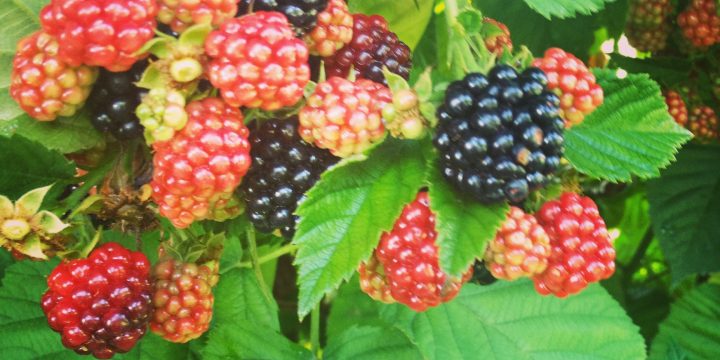 Summer Wild Berry Foraging Hike