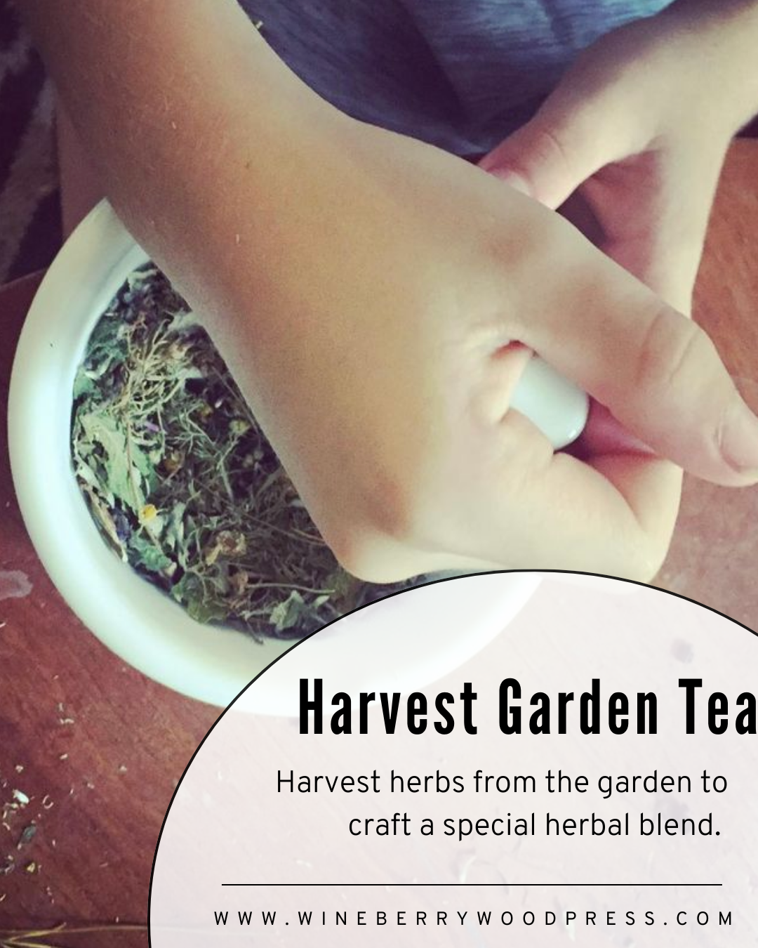 harvesting tea with children for first harvest