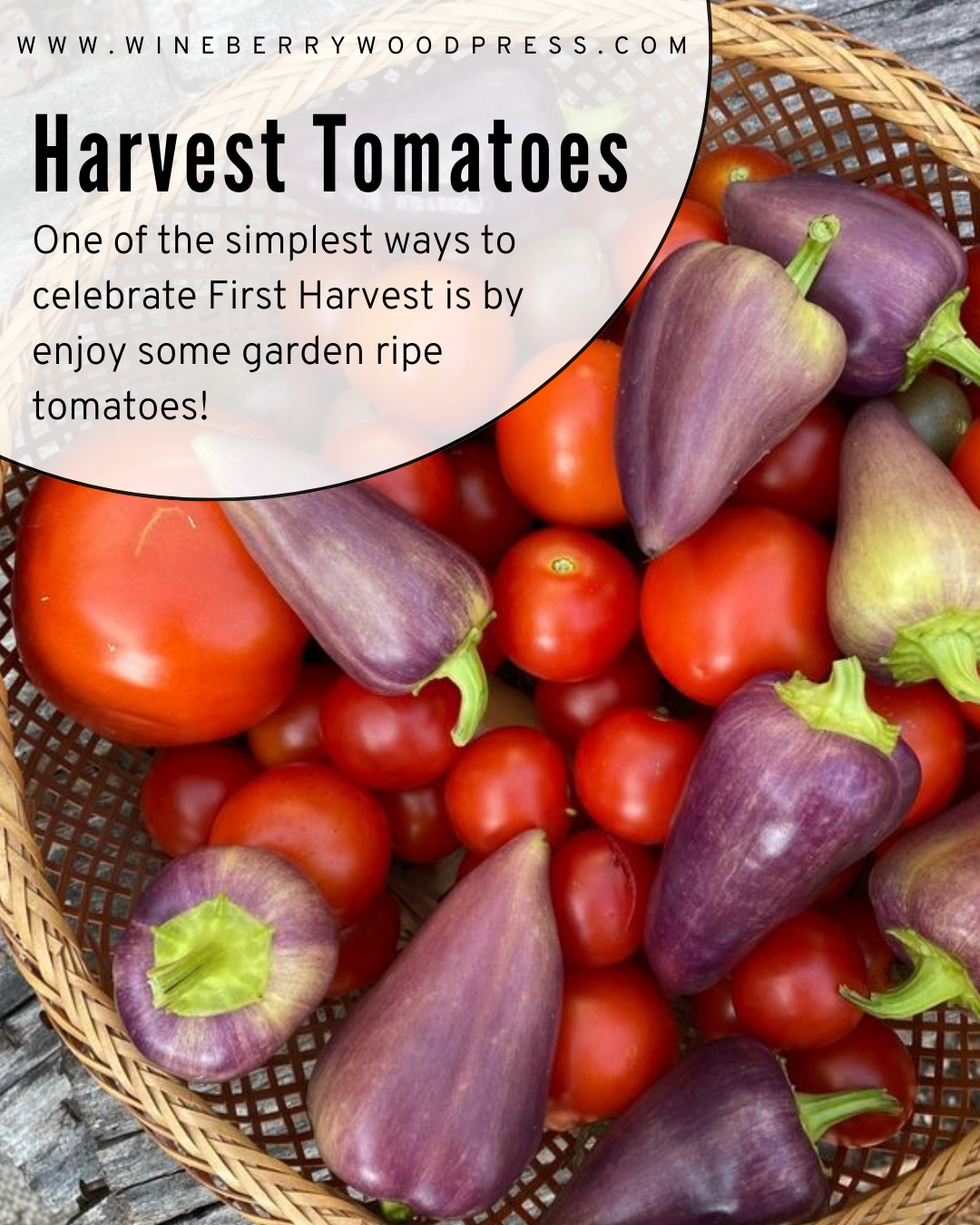 harvesting tomatoes for first harvest and gardening with kids
