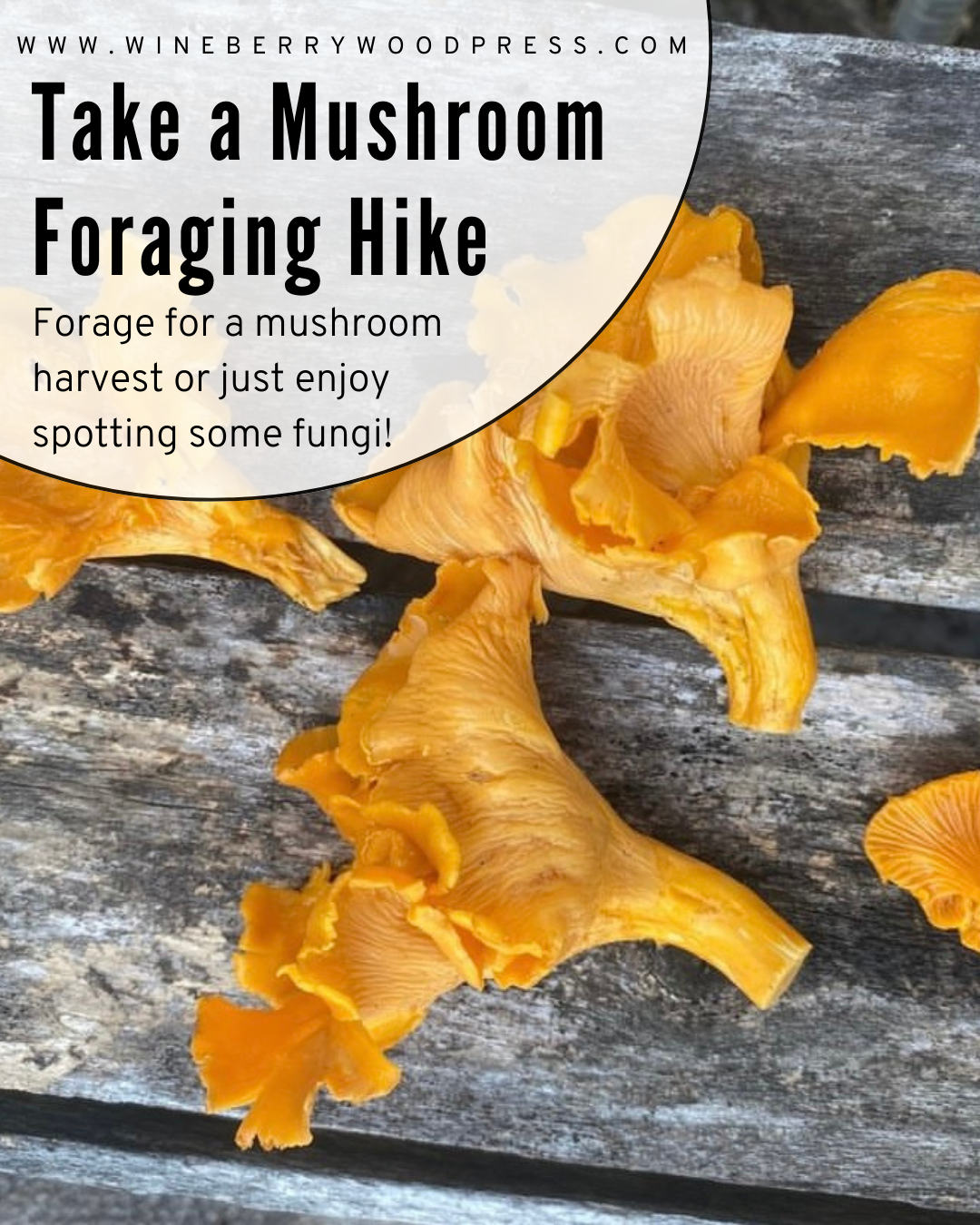 mushroom foraging hike for first harvest