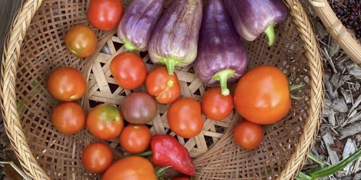 Tomato Harvest