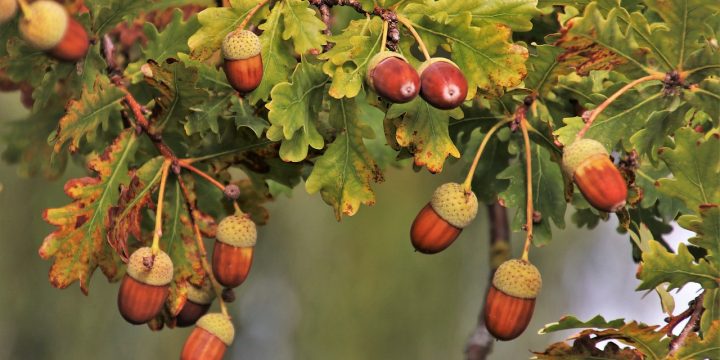 Autumn Acorns