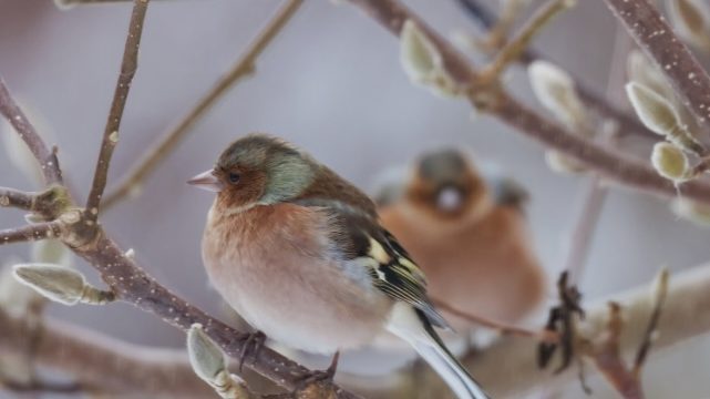 Bird Watching Hike