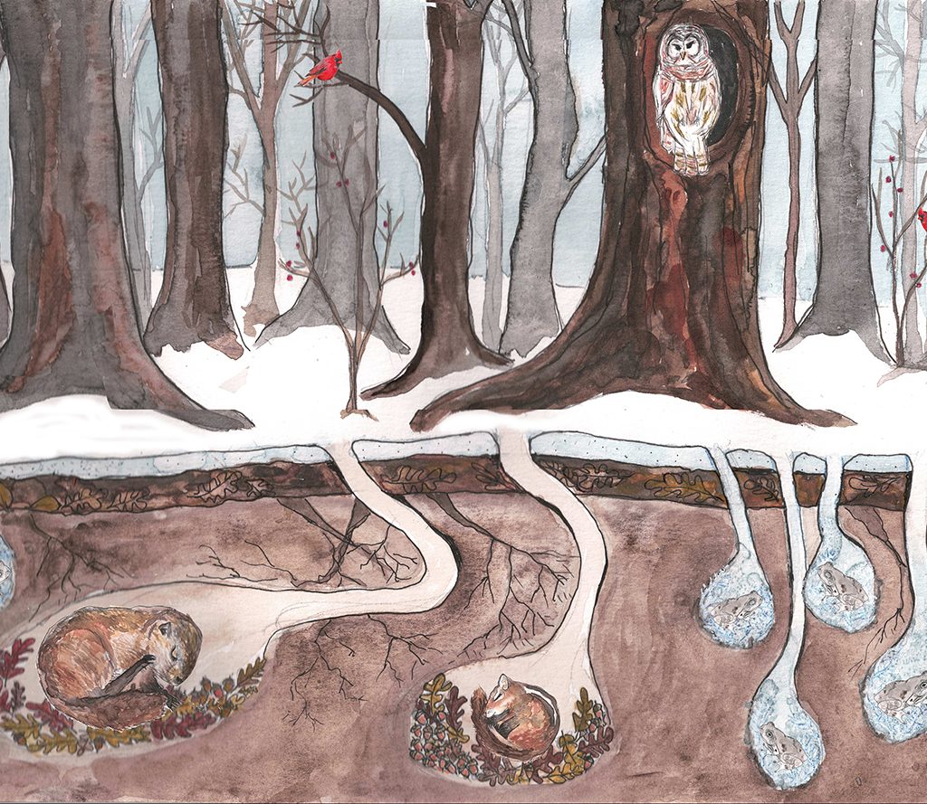 winter hibernation watercolor illustration