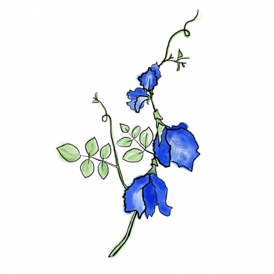 Blue Butterfly Pea
