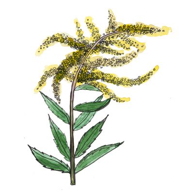 Goldenrod