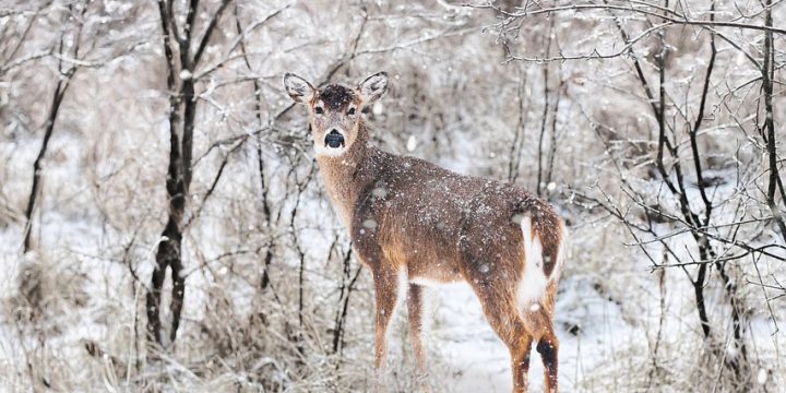 What is Midwinter?