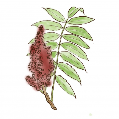 Sumac
