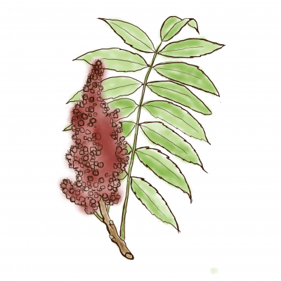 sumac_wht