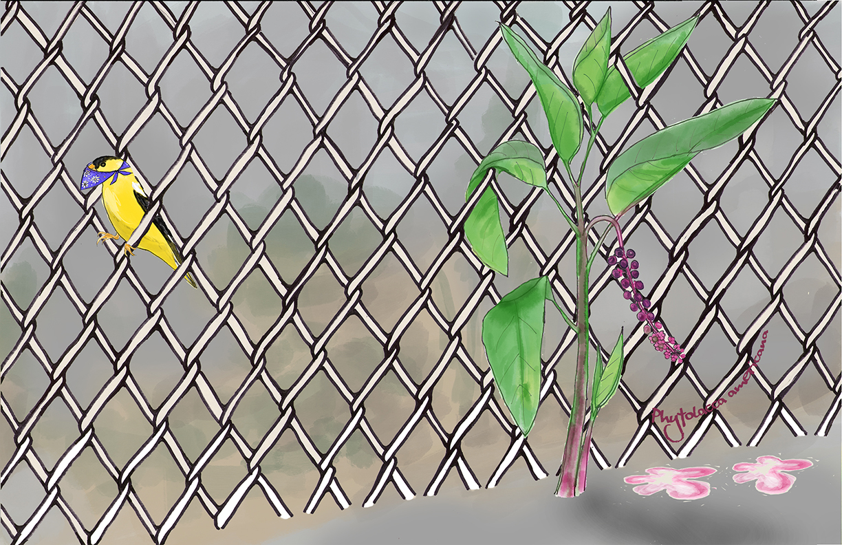 chain link pokeberry sm
