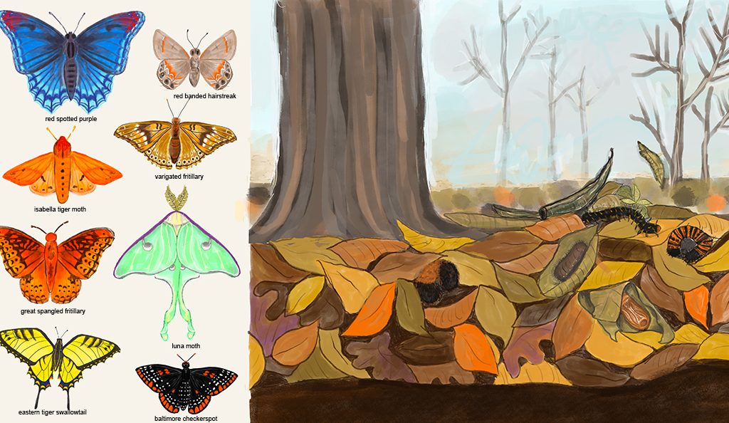 butterflies and caterpillars under fall leaves