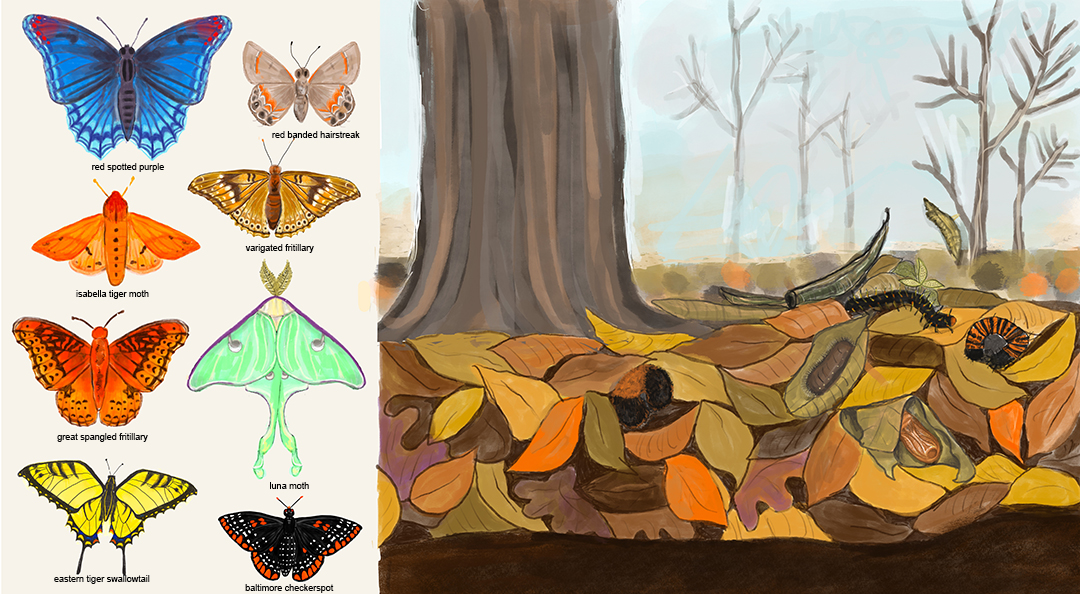 butterflies and caterpillars under fall leaves