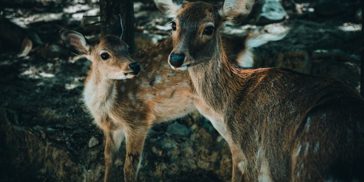 A Modern & Magical Mother’s Night